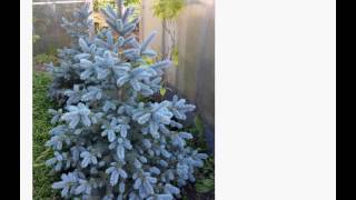 Семена Ель голубая Глаука купить огромный ассортимент