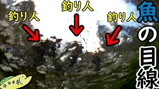 魚からの目線！【ダムリベンジ#2】