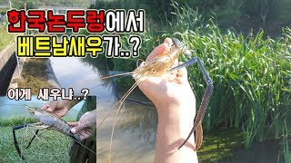 한국논두렁 자연에서 "베트남대왕새우" 잡았네요..ㅎㄷㄷ [정브르]