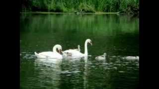 Лебеди с детками. Swans with kids