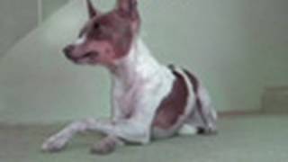 How to train your dog to Cross their Paws dog trick tutorial