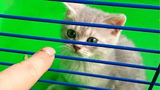 КОТЕНОК ЗАПЕРТ В КЛЕТКЕ