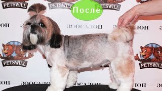Стрижка ши  тцу  Зоосалон Petswill