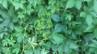Выращивание и уход  за девичьим виноградом и китайским  лимонником на своем приусадебном участке.