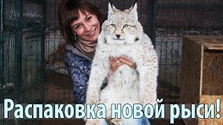 Неожиданная посылка! РАСПАКОВКА якутской рыси! / Unboxing of the Yakut lynx