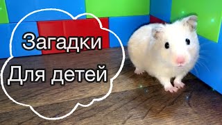 Загадки