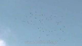 Greek Pigeons Wuta Polimeris ελληνικά περιστέρια βούτες (2) 2008
