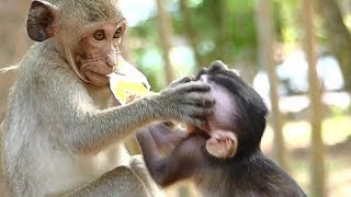 Janet Angry Janna No Share Milk | Janet Mistreat Sister | Sounds Monkey