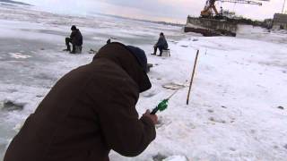 Зимняя рыбалка крупный елец, а также крупный сохатый или лось