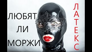 Любят ли моржи латекс?