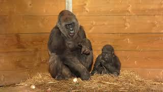 Western Lowland Gorillas (Afia And Romina), Bristol Zoo (18th December 2017)