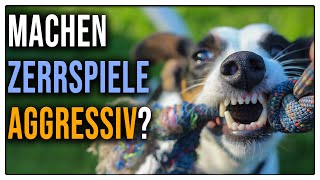 TGH 15 :  machen Zerrspiele aggressiv? Zerren mit Hund - Tauziehen mit Hunden - Zergel Hund