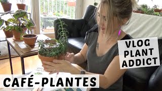 ?☕️ CAFÉ PLANTES : OÏDIUM, TIGE CASSÉE, MARCOTTAGE SAUVAGE | VLOG PLANT ADDICT