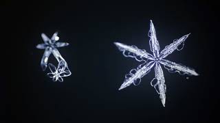 Снежинки - зимние цветы! - Детские песни и клипы - Snowflake children music clip
