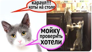 Два кота разносят дом!!!