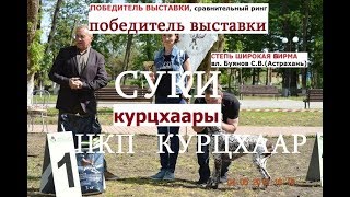 Выставка собак, СУКИ ПОБЕДИТЕЛЬ НКП курцхаар,  описание курцхаар, собака породы курцхаар
