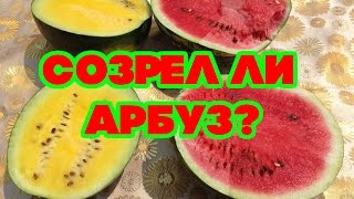 Созрел  ли арбуз? Как узнать, что арбуз поспел?  (Как определить созрел ли арбуз на грядке).