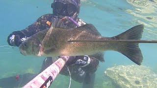 PESCA SUB: GROSSE SPIGOLE IN CACCIA, GREAT SEA BASS