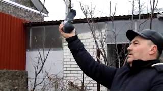 Без кружные голуби, краткий обзор и просмотр.
