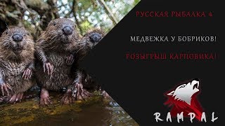 Русская рыбалка 4!! О Медвежье Бобринка 75 86! Розыгрыш карповика!