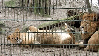 Löwensex 2 - Löwen machen Liebe - Zoo Stralsund