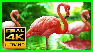 Breathtaking Colors of Nature in 4K ??Birds & Flowers - Sleep Relax Meditation Music - 2 hours UHD