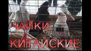 Китайские чайки. | Породы голубей