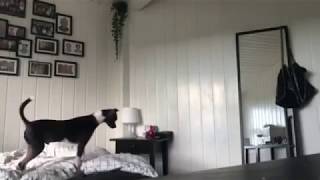 Галочка! Ты сейчас умрешь, Якин... (фокус с кошкой)