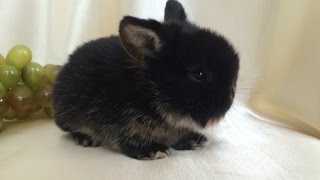 Карликовый кролик. Окрас чёрный оттер. Питомник декоративных карликовых кроликов Зайкина усадьба