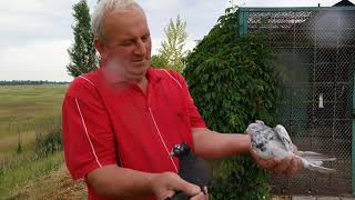 Голуби Узбекские и Бакинские, первое видео канала