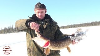 Капкан на щуку - щука на капкан / A pike trap