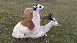 Páření Lam / Mating Llama