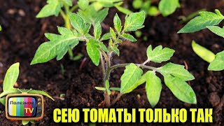 СЕЮ ТОМАТЫ ТОЛЬКО ТАК КРЕПКАЯ РАССАДА БЕЗ ПРОРЕЖИВАНИЯ И ВЫТЯГИВАНИЯ