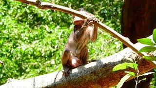 So Brave Mandela Baby Monkey Walk Away from Mommy