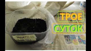 СЕМЕНА ТАБАКА прорастают на третьи сутки