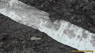 Посев моркови и лука чернушки.