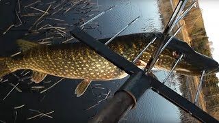 Щука на острогу. Рыбалка с острогой