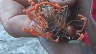 Cordyceps