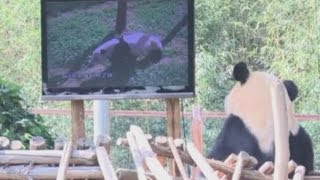 Sad panda: Depressed bear gets a TV