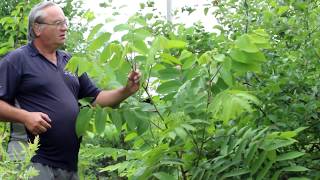 Орех маньчжурский (Juglans mandshurica)
