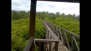 WISATA JEMBATAN HUTAN MANGROVE CENGKRONG TRENGGALEK