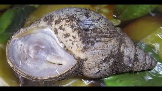 ?уход за виток / Сон / спячка ?улитка ахатина как лечить ?мой домашний зоопарк