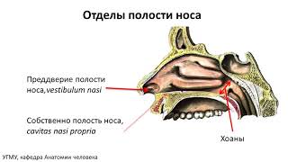 Возрастная анатомия носа