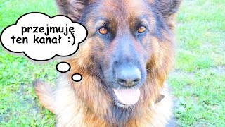 ?NASZ PIES PRZEJĄŁ KANAŁ!