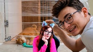 Кот VS Невидимая стена РЕАКЦИЯ НА TheBrianMaps БРАЙН МАПС