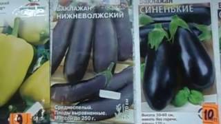 КОГДА СЕЯТЬ  РАССЧИТЫВАЕМ СРОКИ ПОСЕВА ПЕРЦА, БАКЛАЖАН  И ТОМАТА  Видеоурок от Ольги Черновой  25 ян