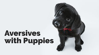 Aversive with Puppies with Michael Ellis
