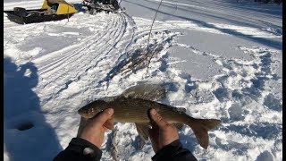 Трофейная Рыбалка.Хариус день 2й.