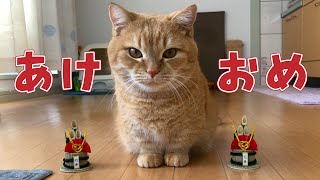 新年の挨拶をする短足マンチカンのプリン！新年一発目の体重測定とお年玉も！