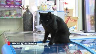 Онлайн-кассы